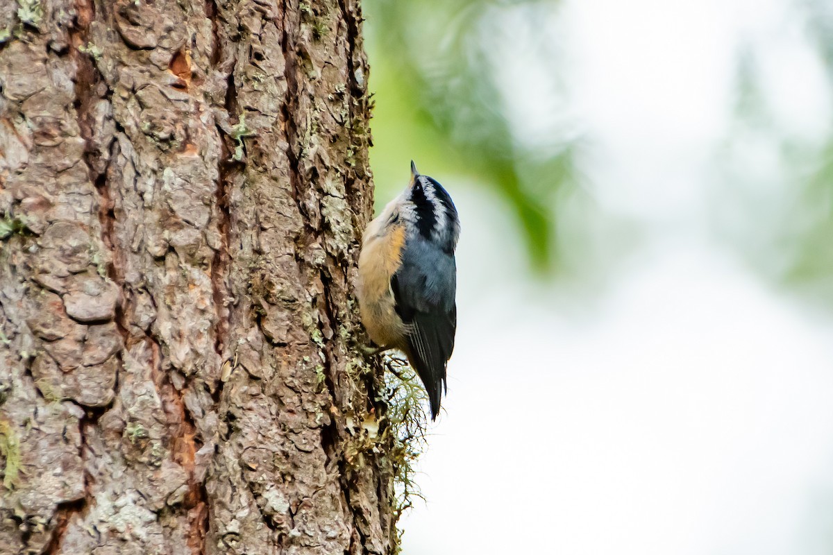 Red-breasted Nuthatch - ML620199562
