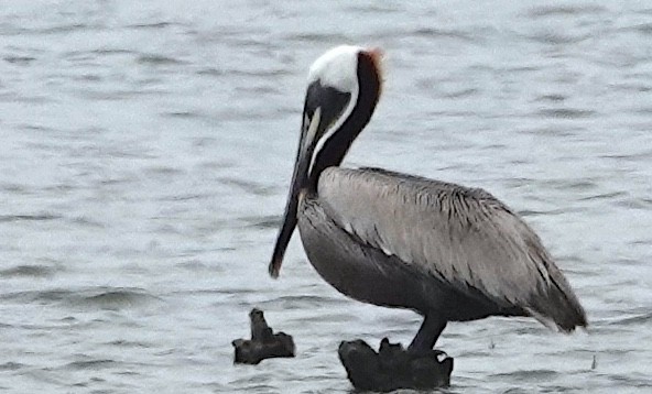 Brown Pelican - ML620199563