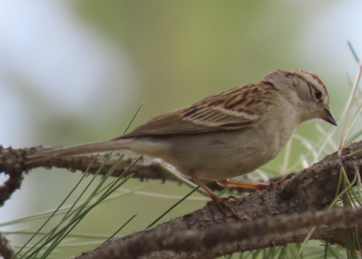 Chipping Sparrow - ML620199565