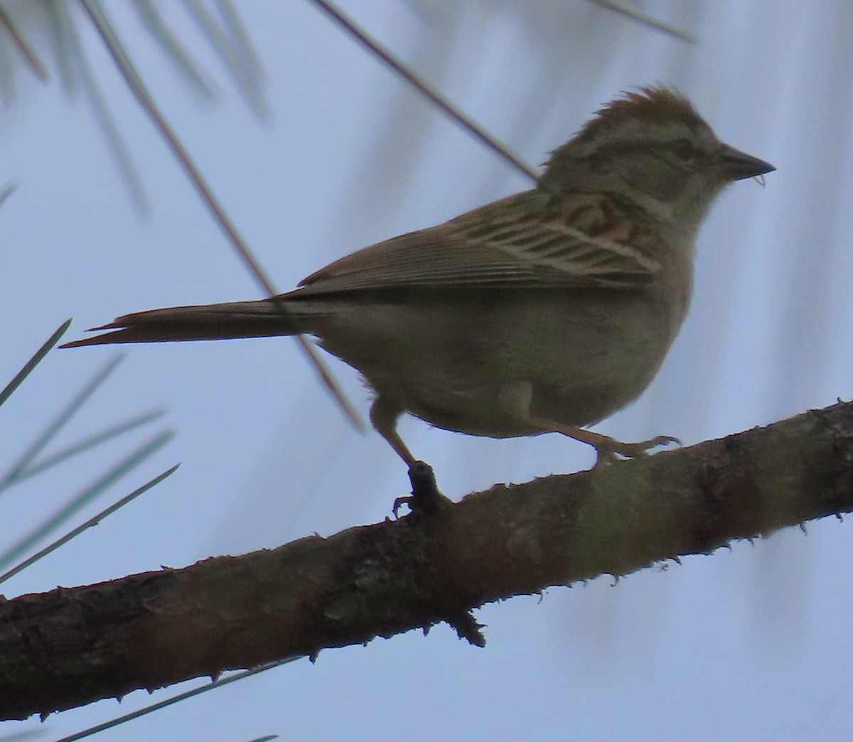 Chipping Sparrow - ML620199566