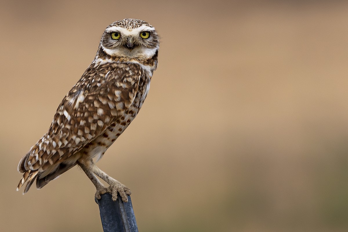 Burrowing Owl - ML620199568