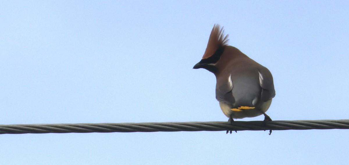 Cedar Waxwing - ML620199569