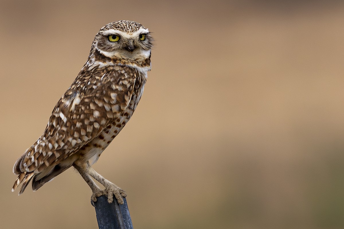 Burrowing Owl - ML620199570