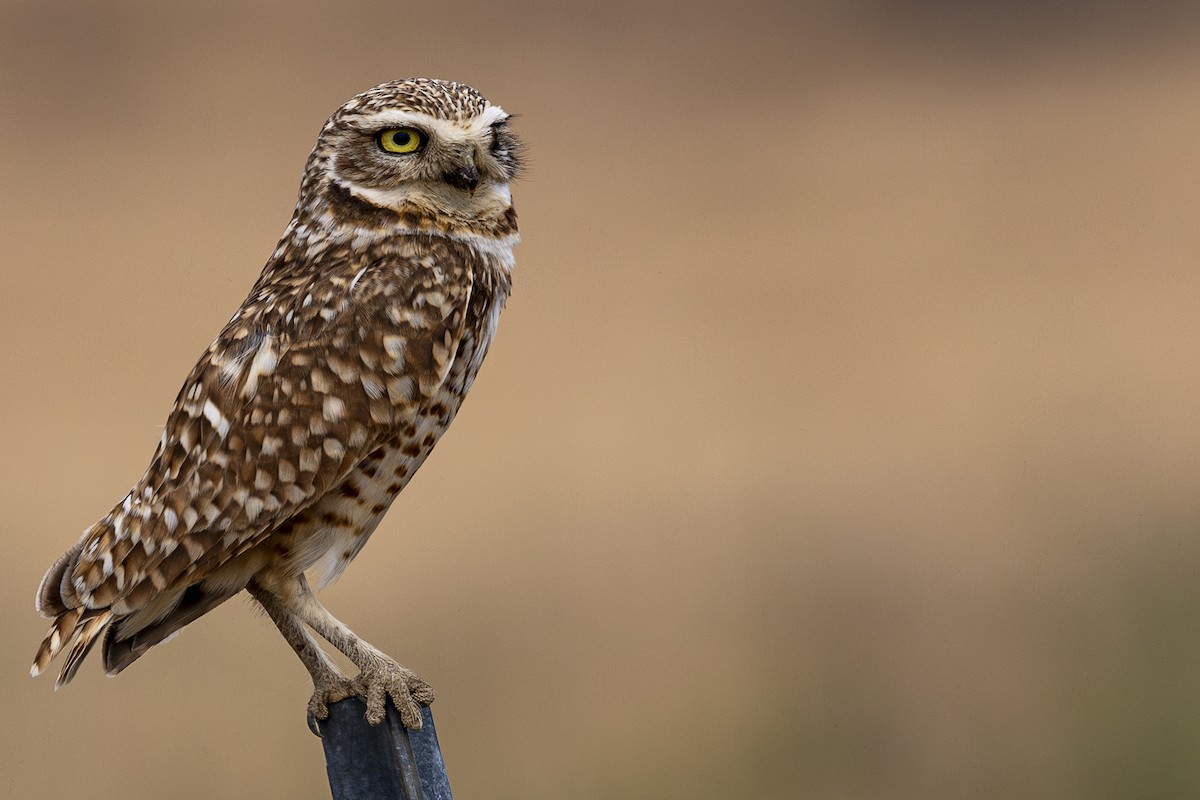 Burrowing Owl - ML620199571