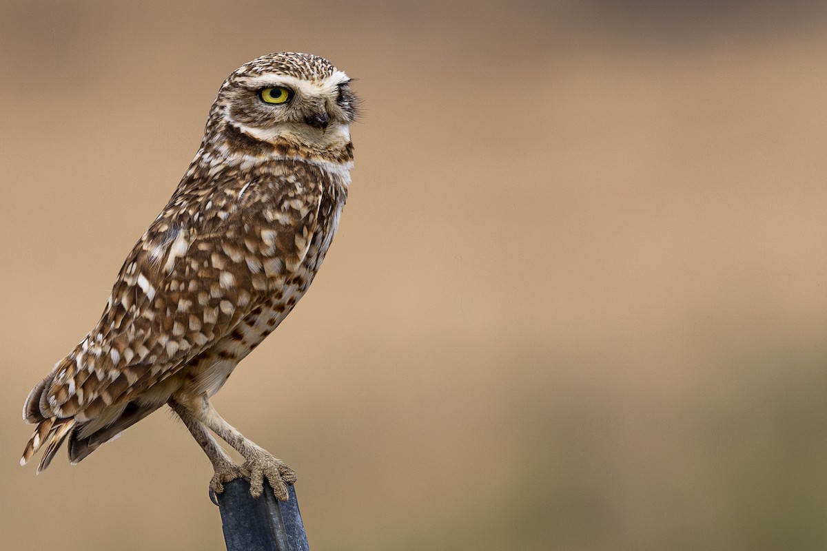 Burrowing Owl - ML620199572