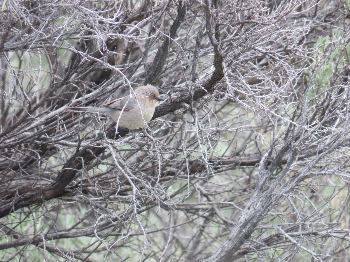 Bushtit - ML620199584