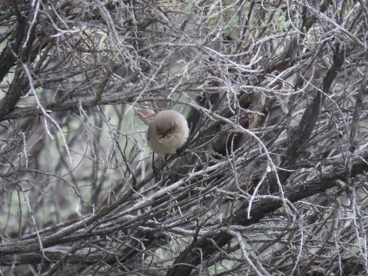 Bushtit - ML620199597