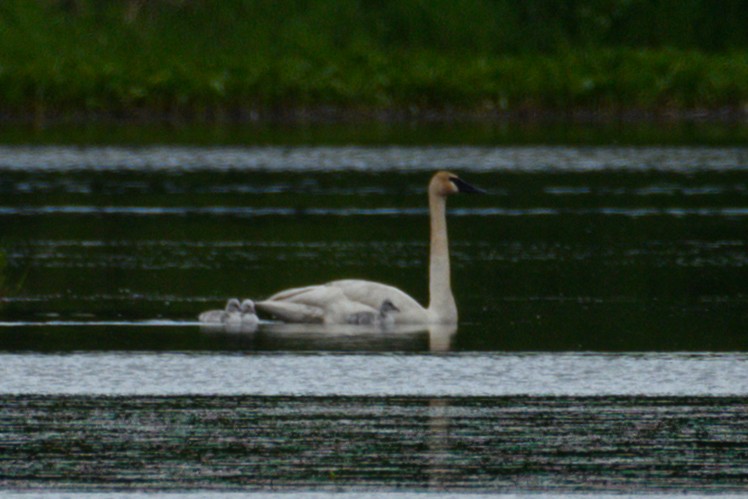 Cygne trompette - ML620199598