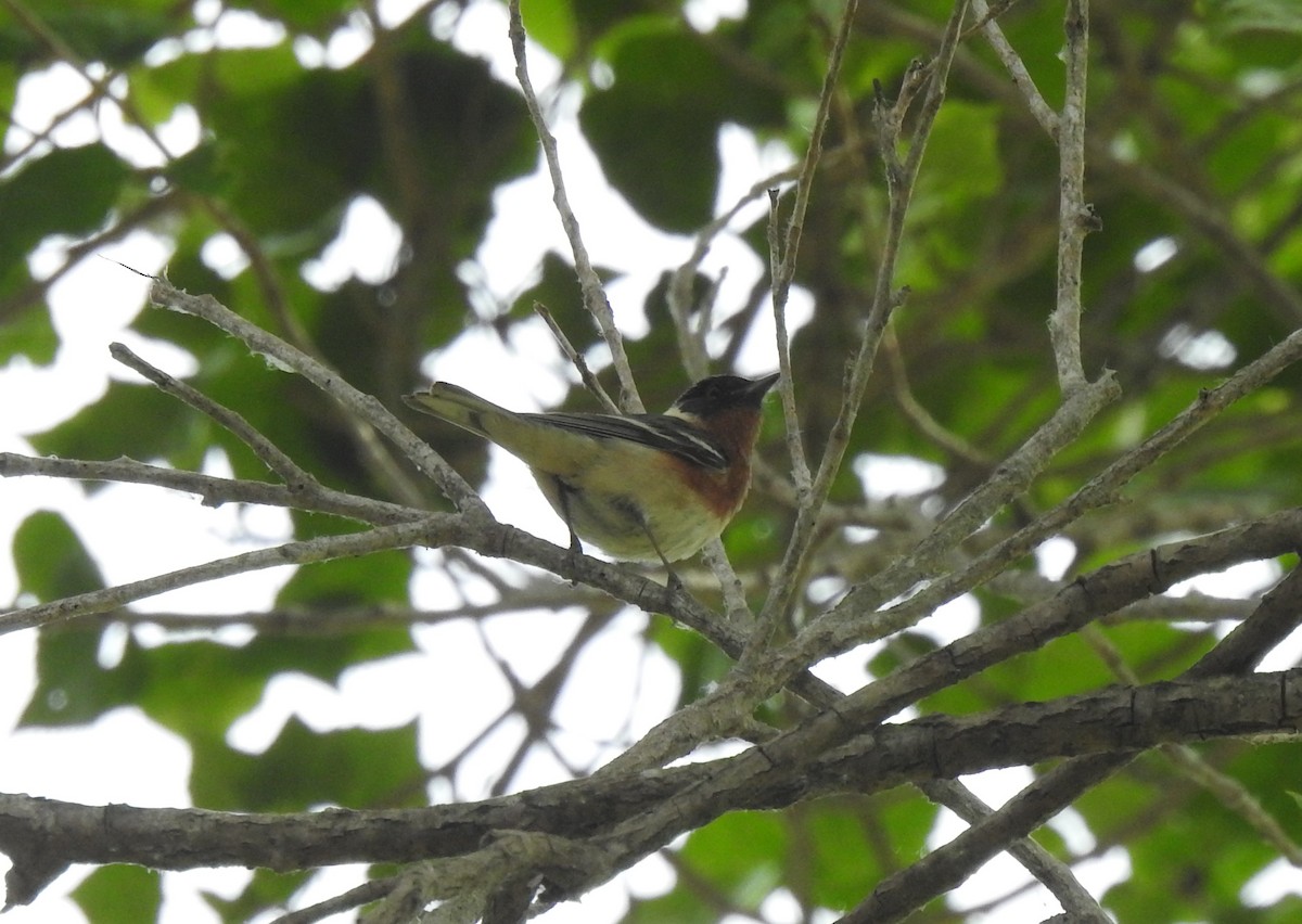 Bay-breasted Warbler - ML620199610