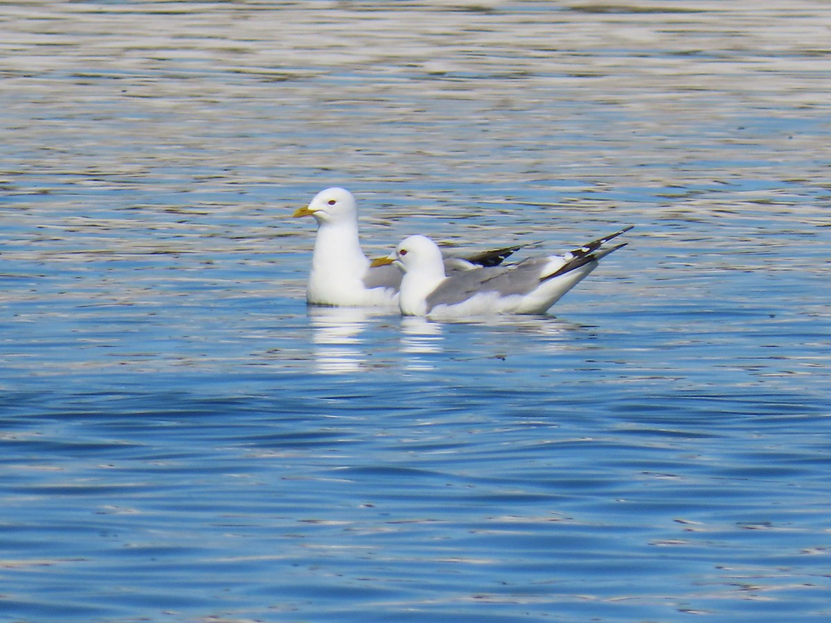 Short-billed Gull - ML620199614