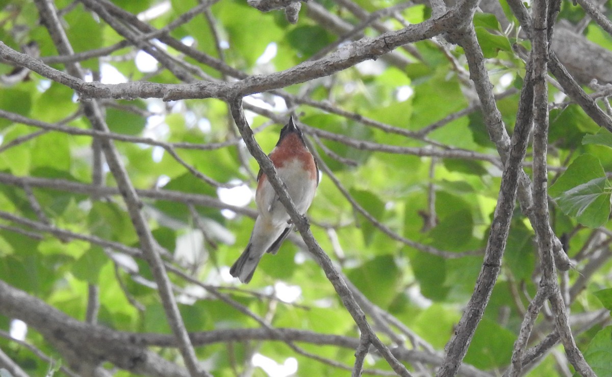 Bay-breasted Warbler - ML620199615