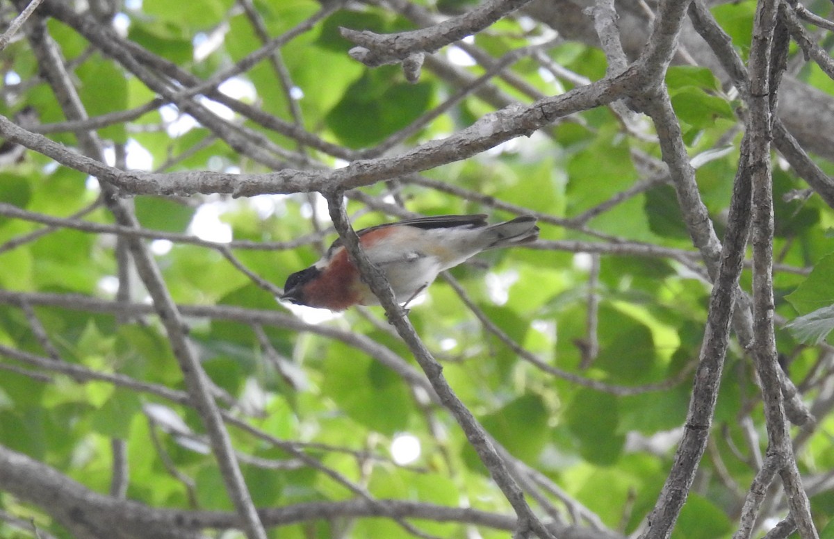 Paruline à poitrine baie - ML620199616