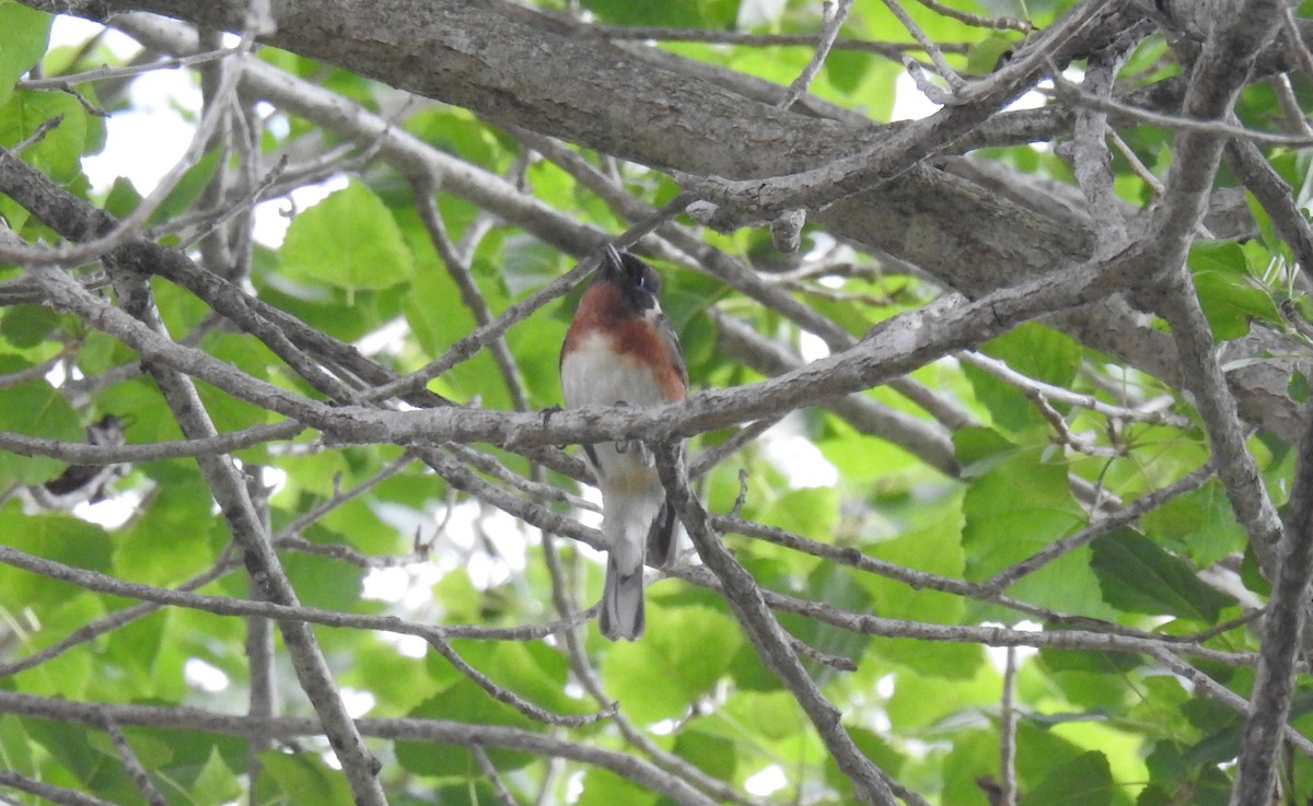 Bay-breasted Warbler - ML620199617