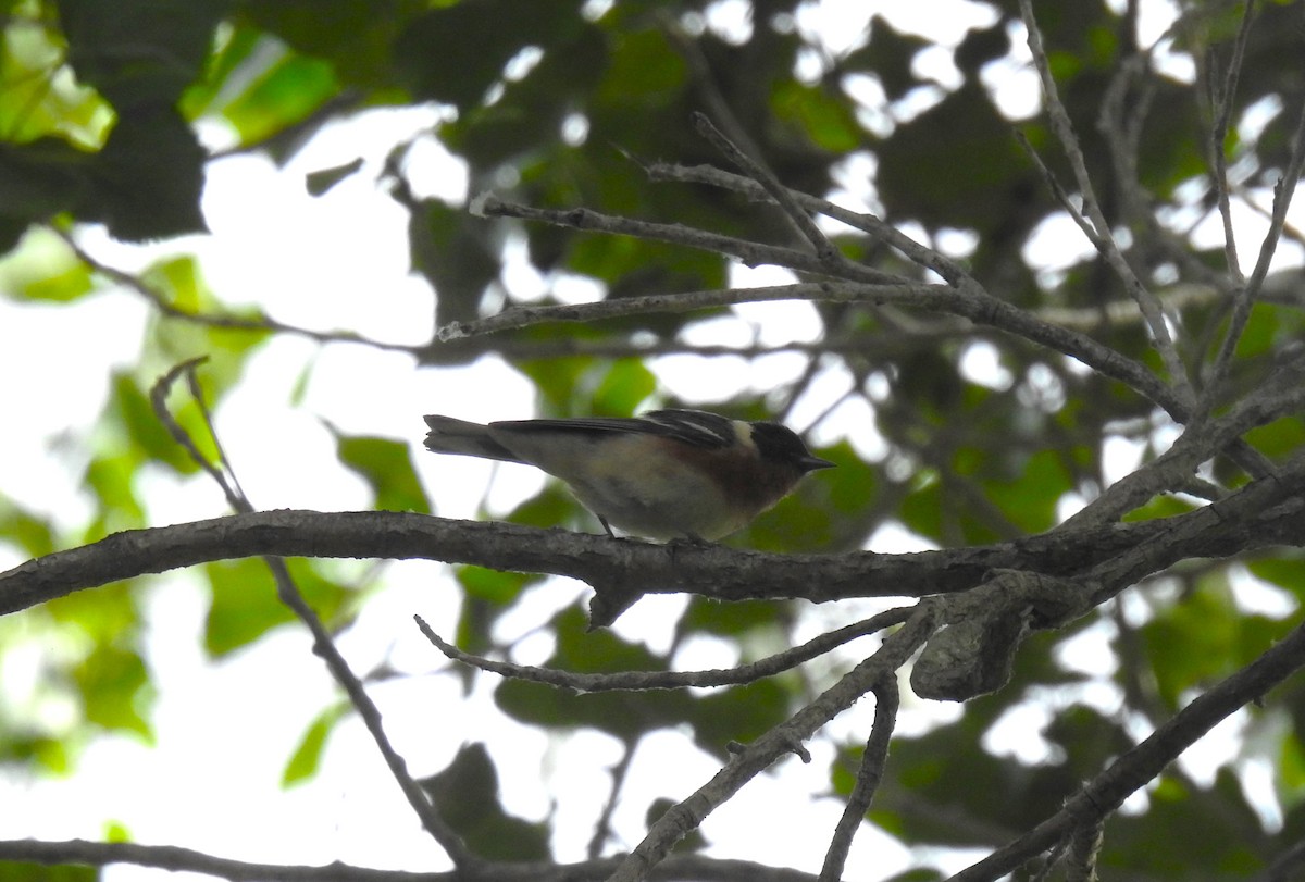 Bay-breasted Warbler - ML620199619