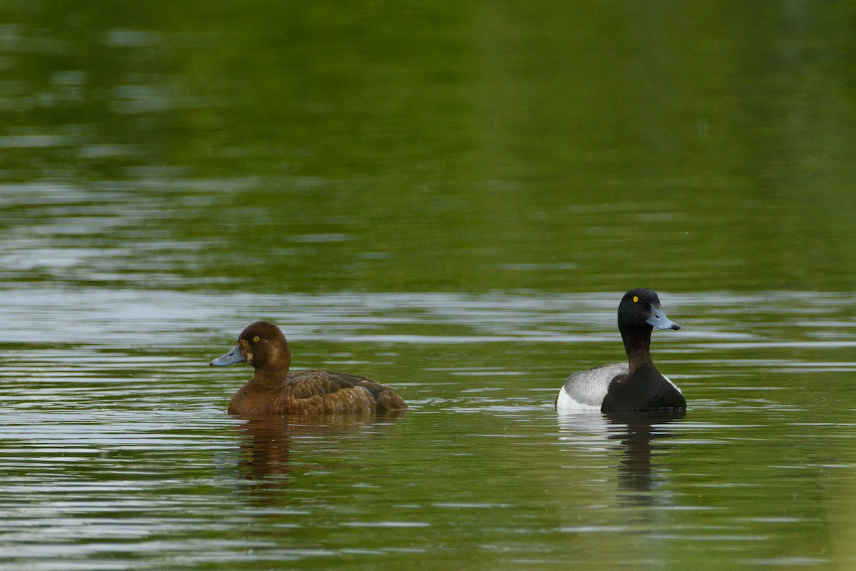 Greater Scaup - ML620199620