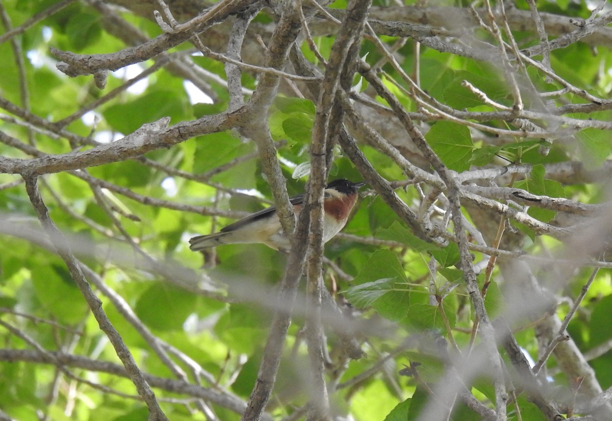 Bay-breasted Warbler - ML620199622
