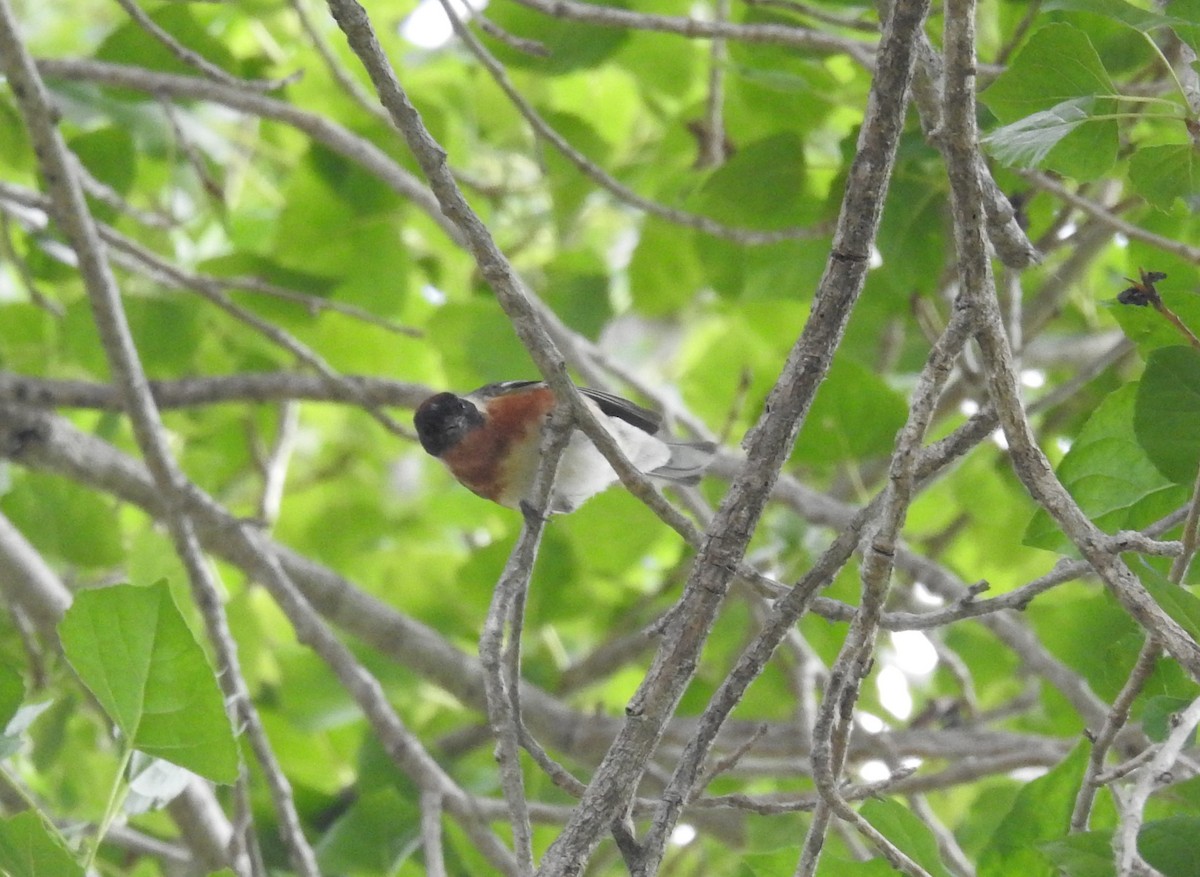 Bay-breasted Warbler - ML620199625