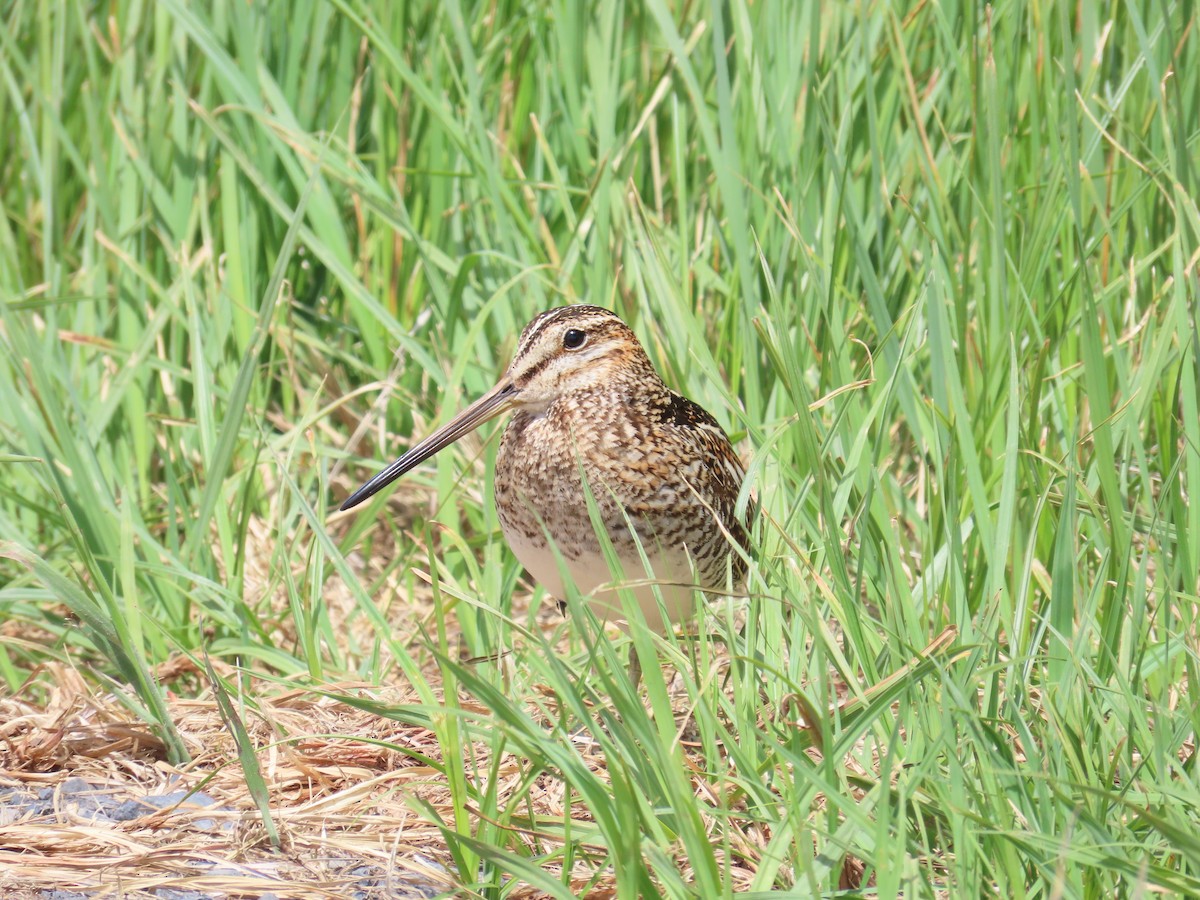 Wilson's Snipe - ML620199626