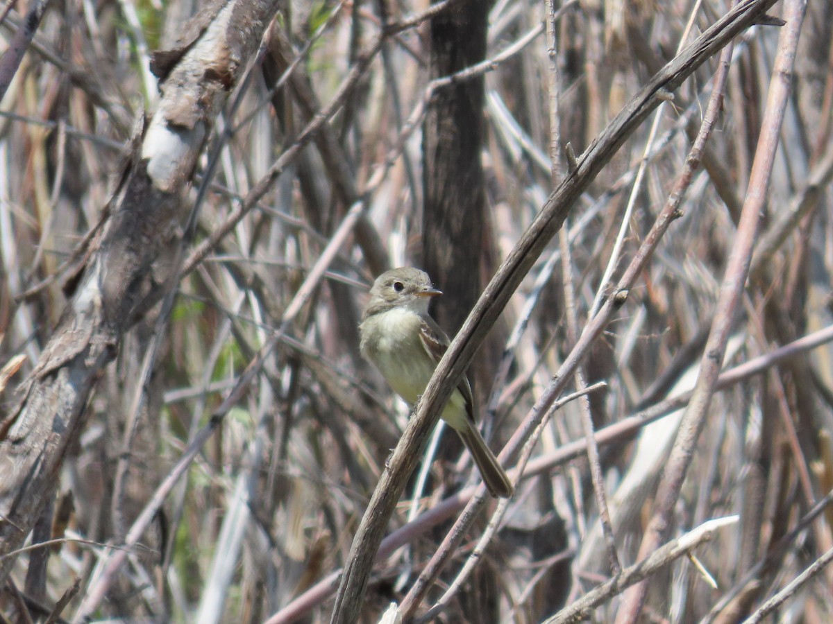 Dusky Flycatcher - ML620199628