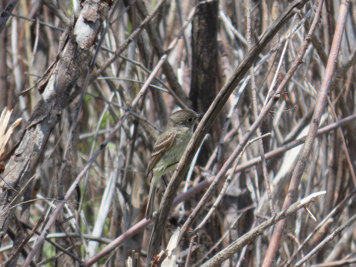 Dusky Flycatcher - ML620199629