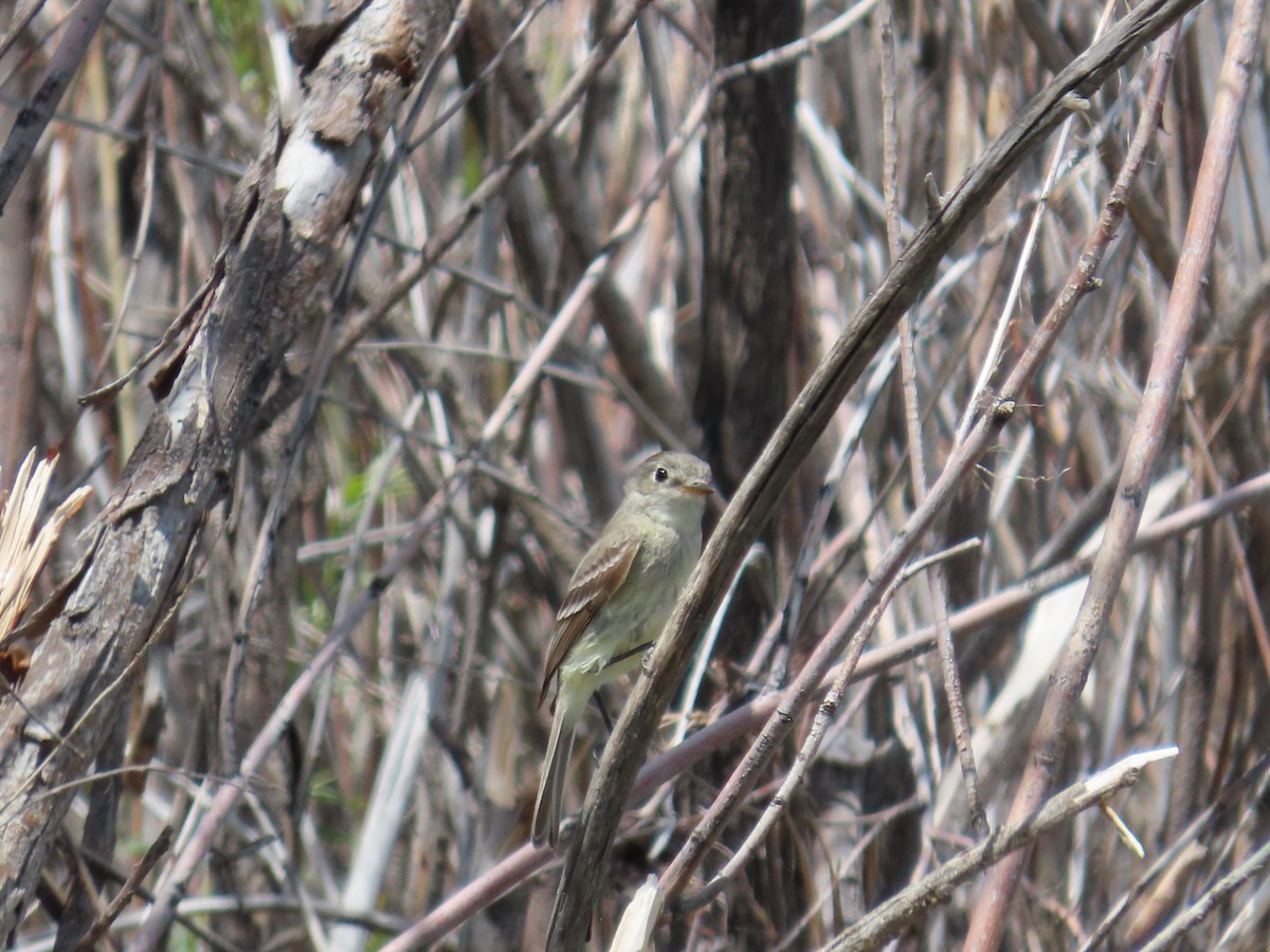 Dusky Flycatcher - Eric Pratt