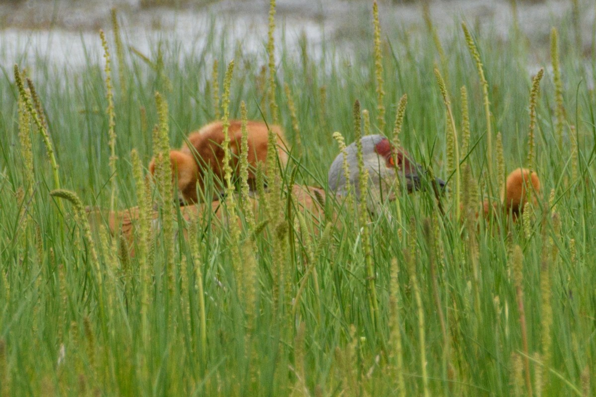 Sandhill Crane - ML620199644