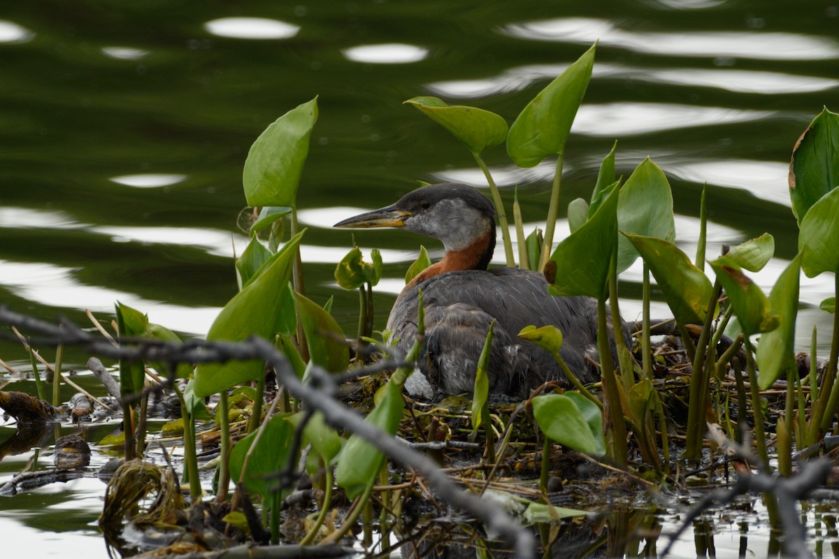 Red-necked Grebe - ML620199649