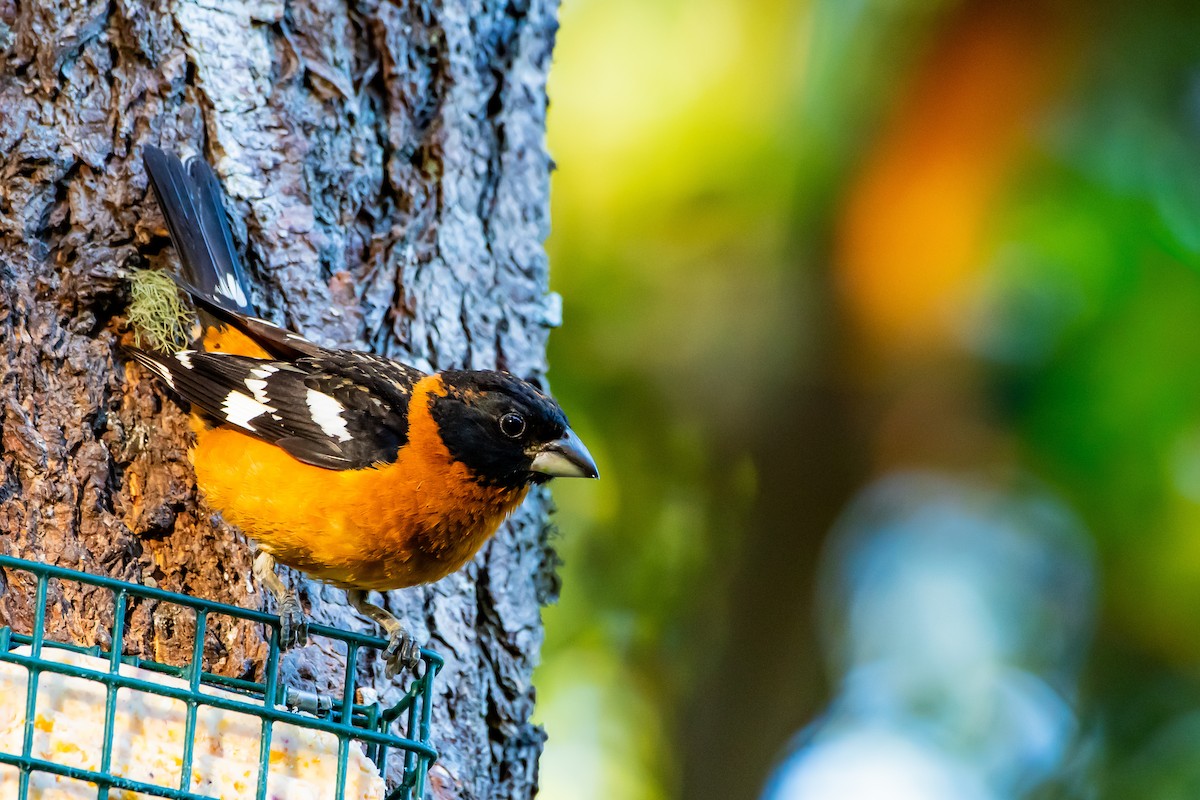 Black-headed Grosbeak - ML620199660