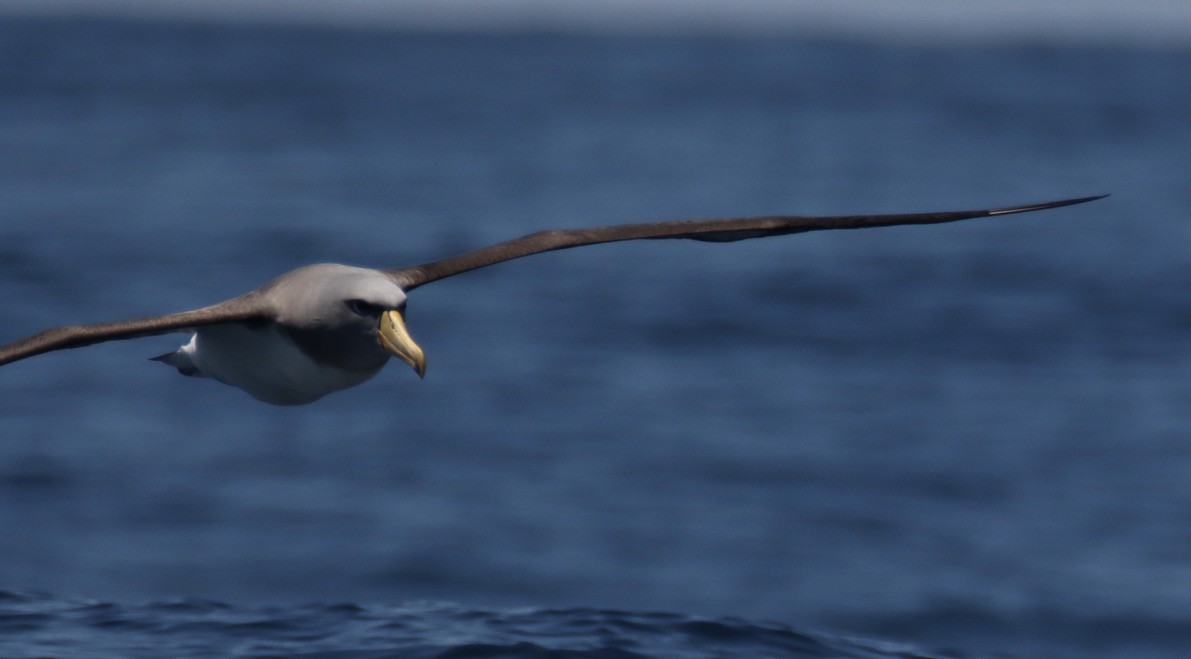 Keşiş Albatrosu - ML620199666