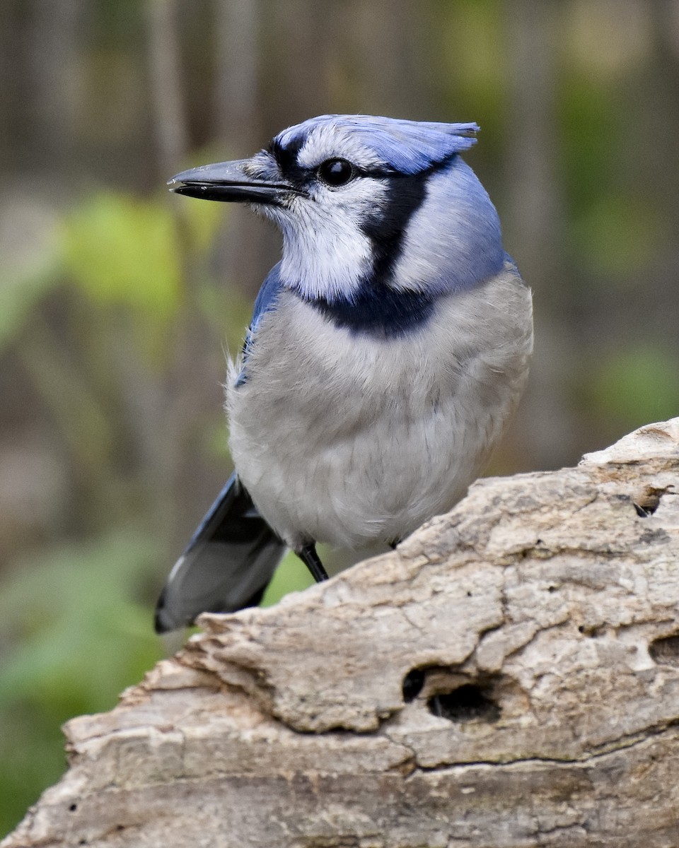 Blue Jay - ML620199672