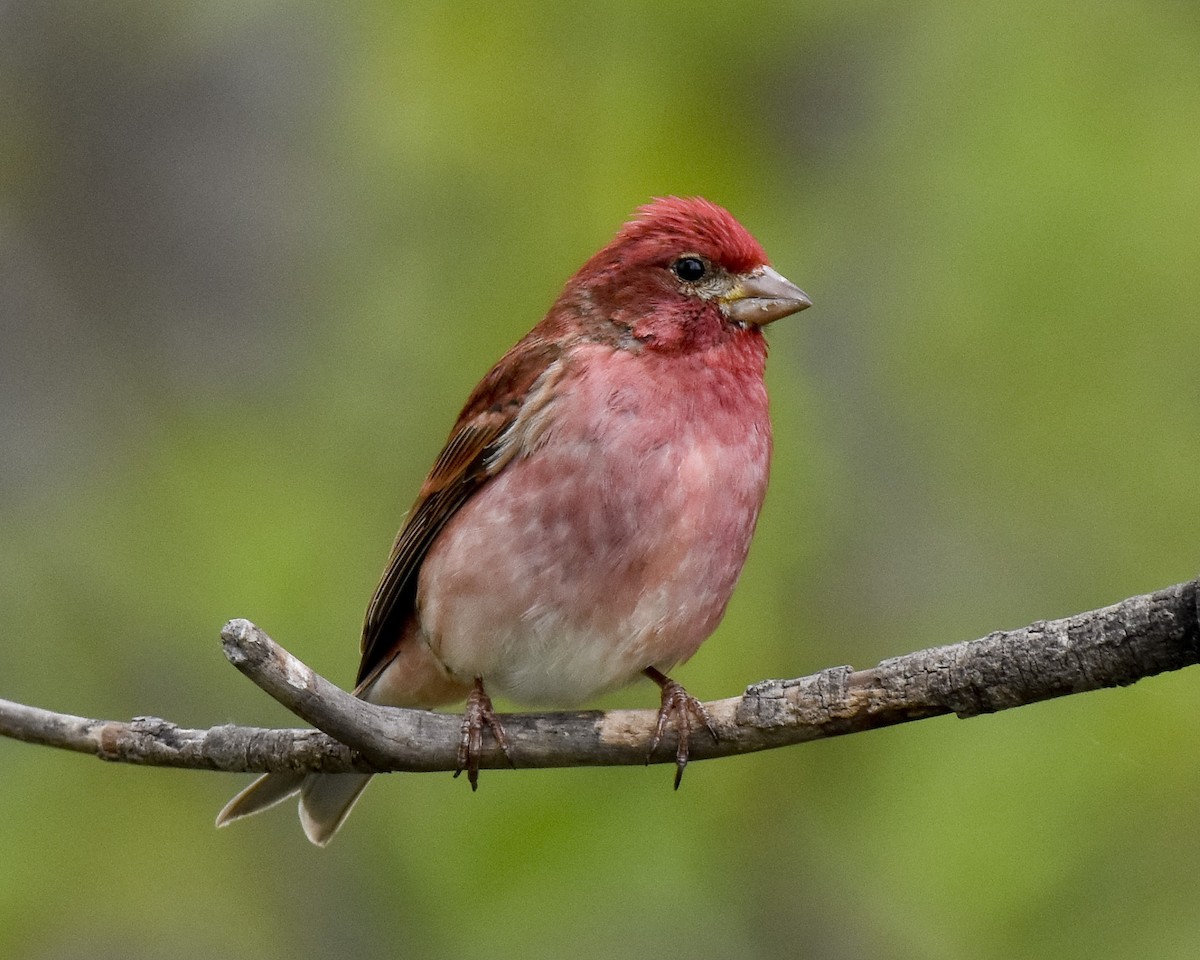 Purple Finch - ML620199675