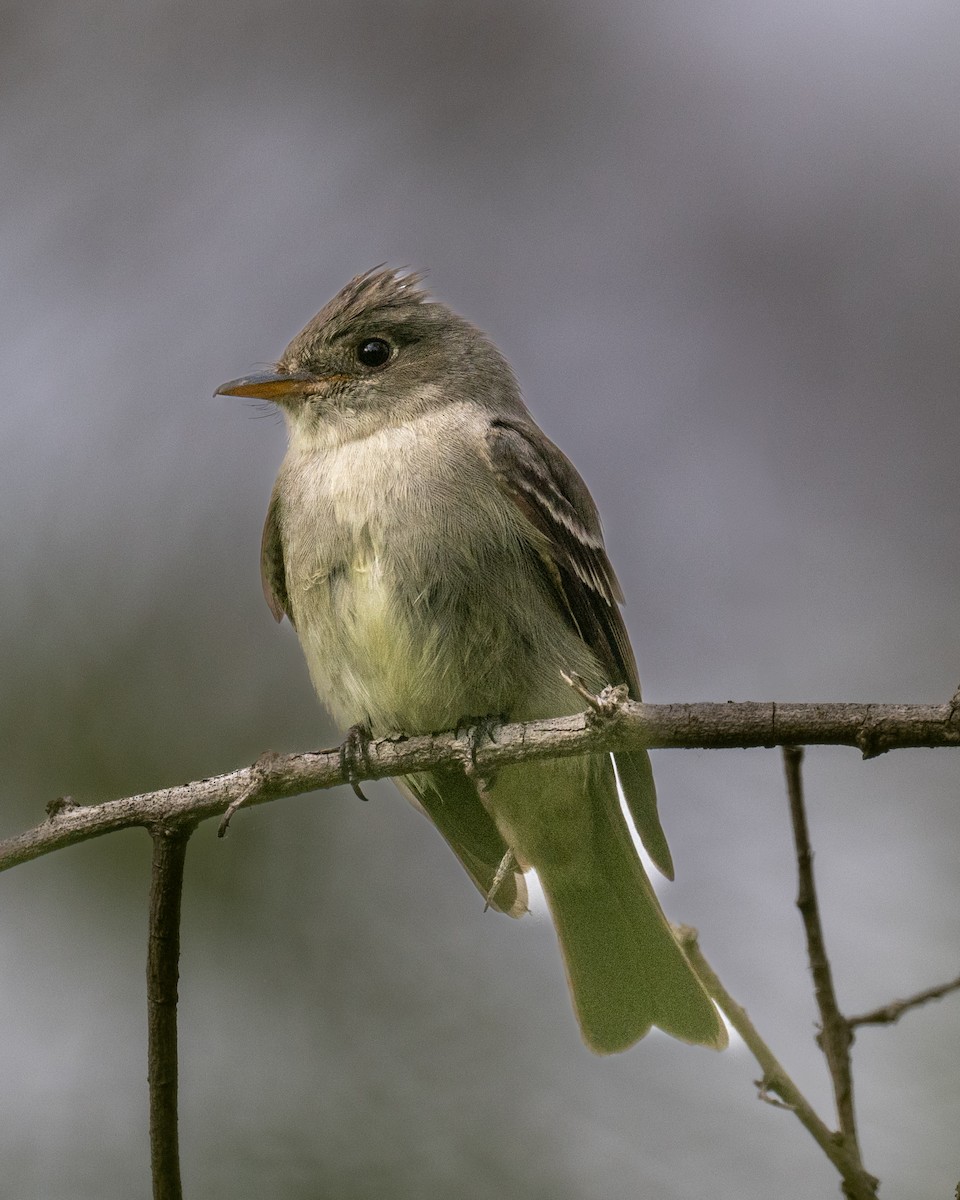 Eastern Wood-Pewee - ML620199686