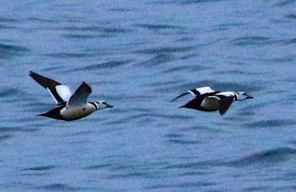 Steller's Eider - ML620199694