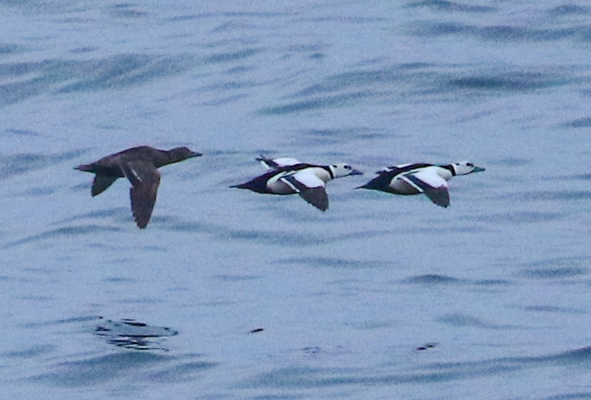 Steller's Eider - riley wyna