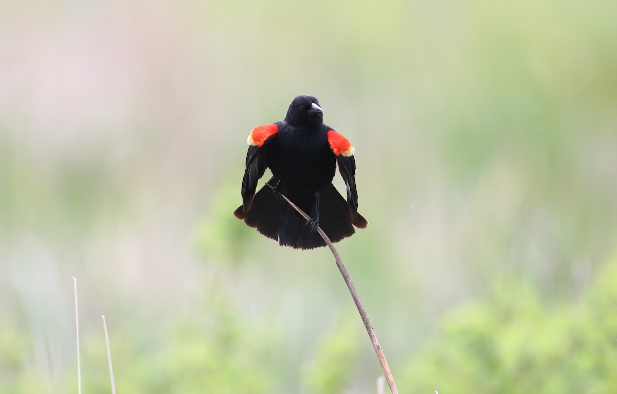 Red-winged Blackbird - ML620199698