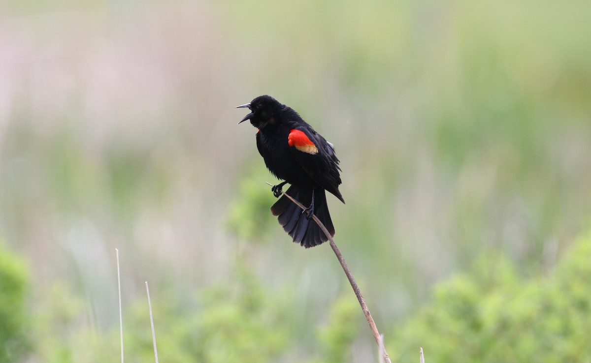Red-winged Blackbird - ML620199699