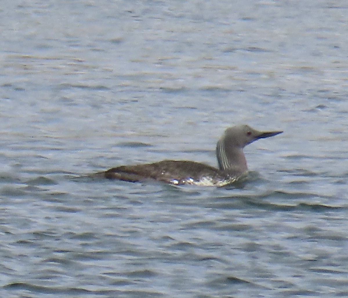 Red-throated Loon - ML620199702