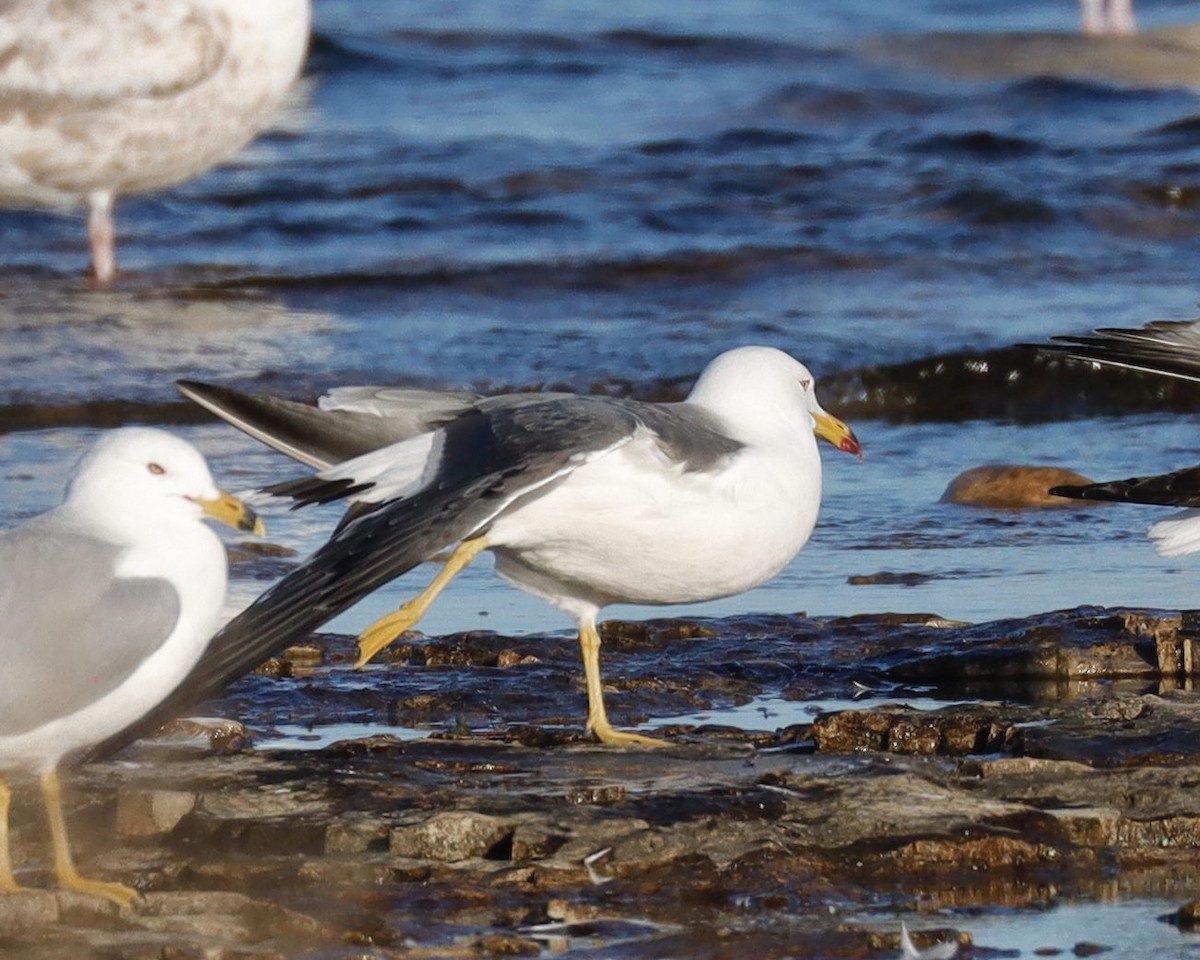 Black-tailed Gull - ML620199716