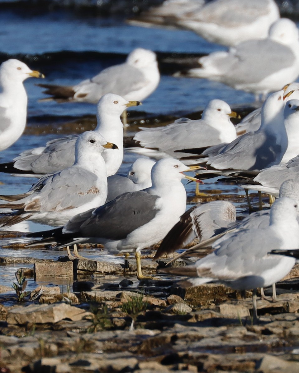 Black-tailed Gull - ML620199717