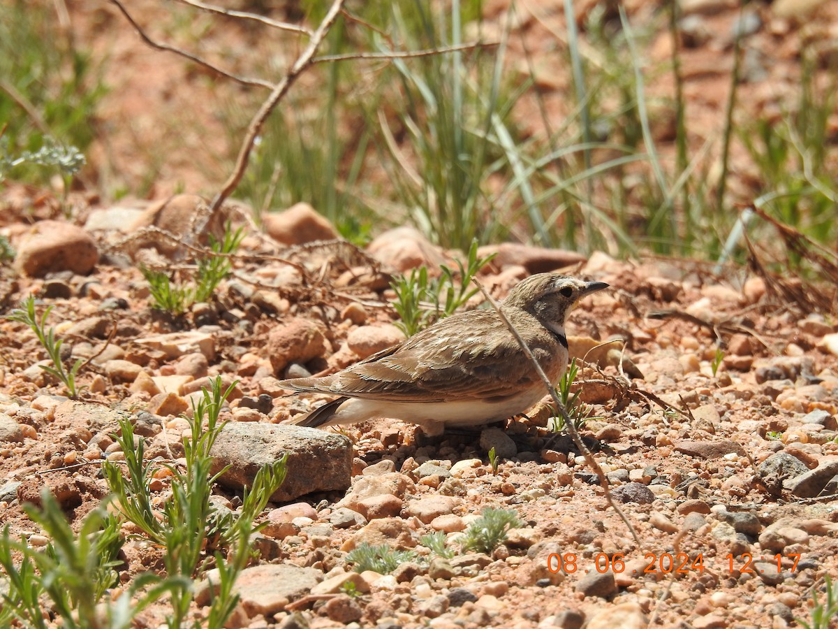 Horned Lark - ML620199727