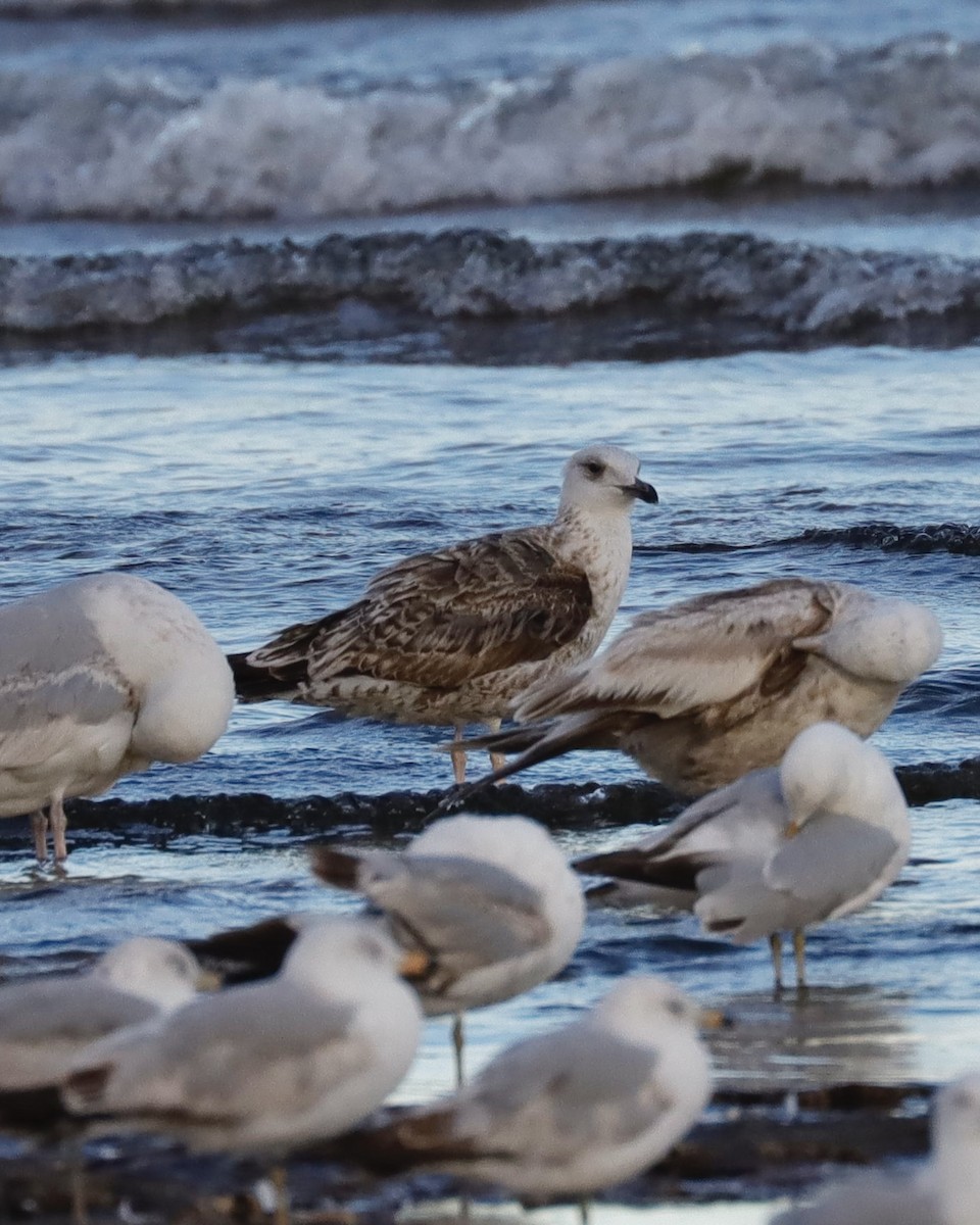 Lesser Black-backed Gull - ML620199732