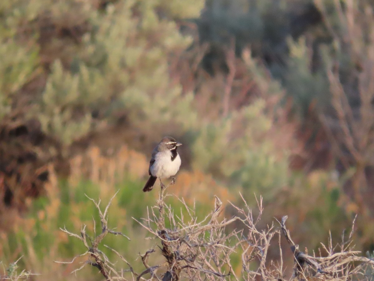 Black-throated Sparrow - ML620199733