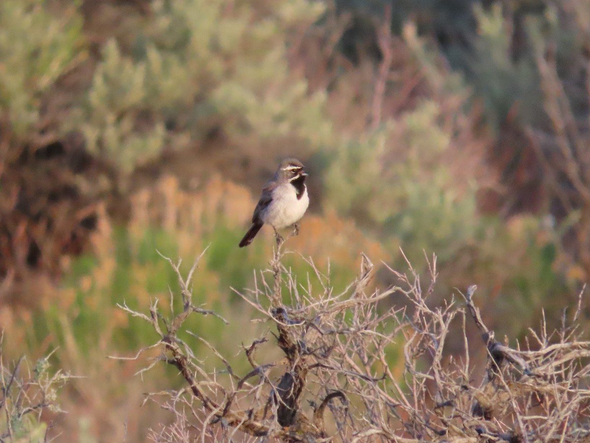 Black-throated Sparrow - ML620199734