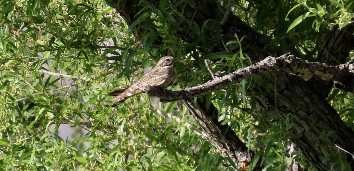 Lesser Nighthawk - ML620199735