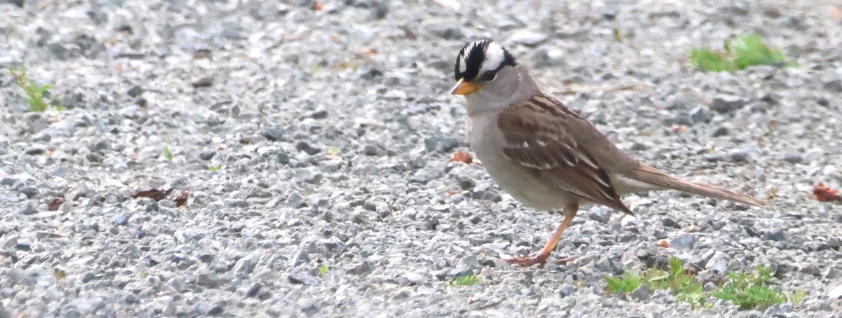 White-crowned Sparrow - ML620199740