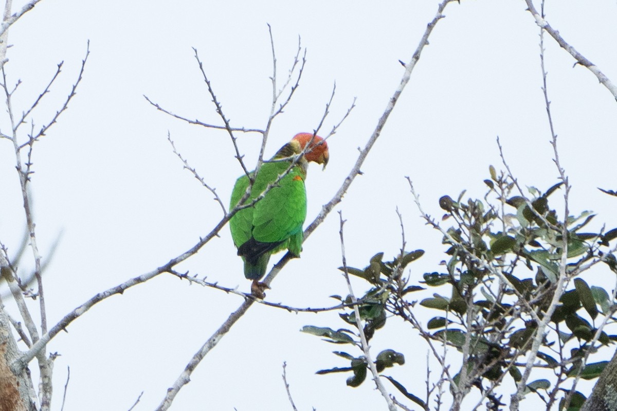 Bald Parrot - Marcel Holyoak