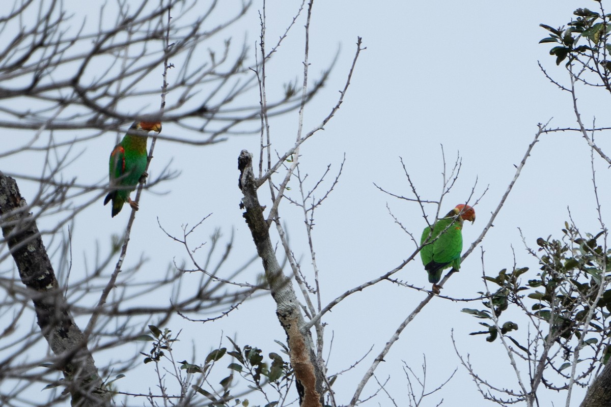 Bald Parrot - Marcel Holyoak