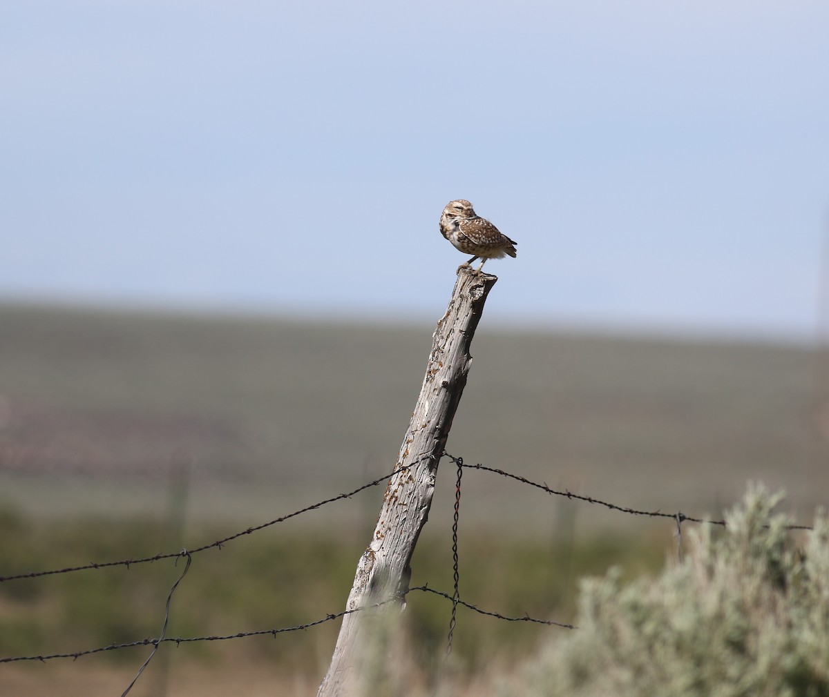 Burrowing Owl - ML620199756