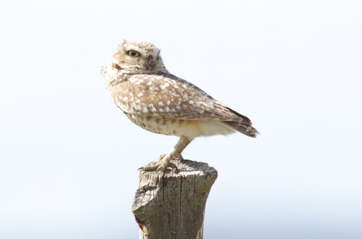 Burrowing Owl - ML620199757