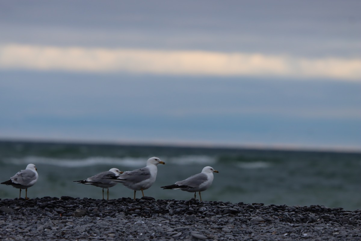 Ring-billed Gull - ML620199766